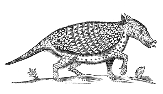 black and white illustration of an ardvark