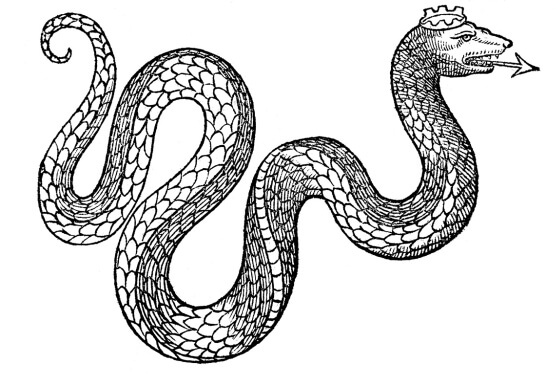 black and white illustration of snake
