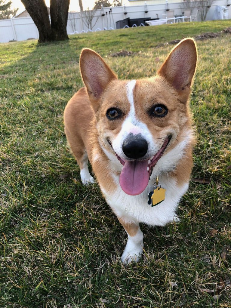 Ein the Corgi is tired and happy from playing ball in the backyard.